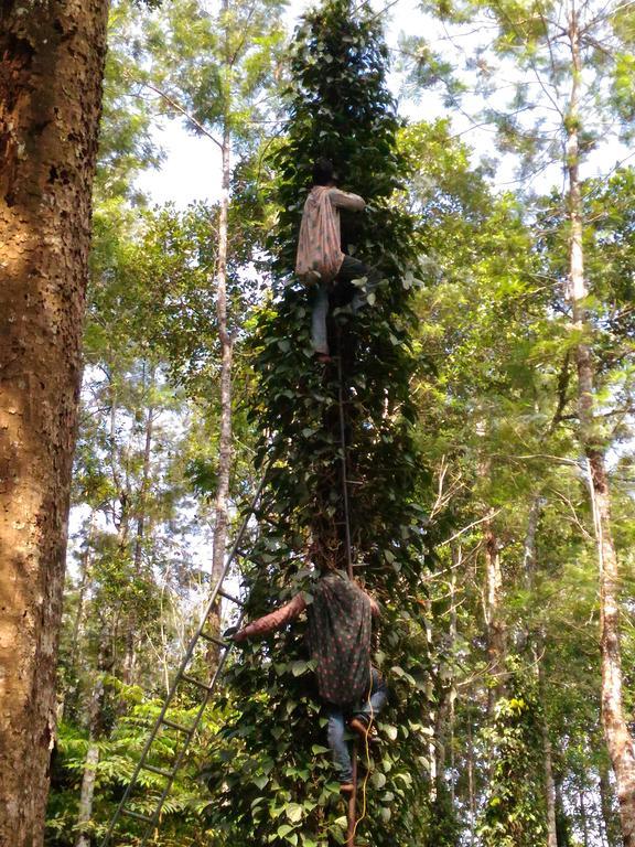 Bed and Breakfast Jungle Jive Tree House Муннар Экстерьер фото